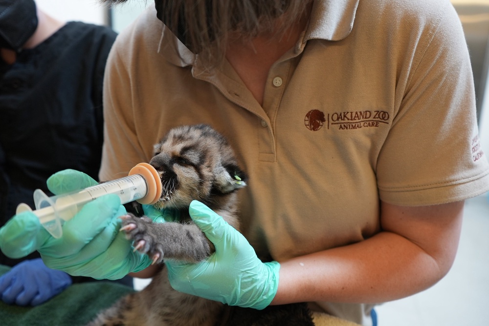 Crimson is now enjoying the around-the-clock care he’s receiving at the Oakland Zoo (Oakland Zoo)