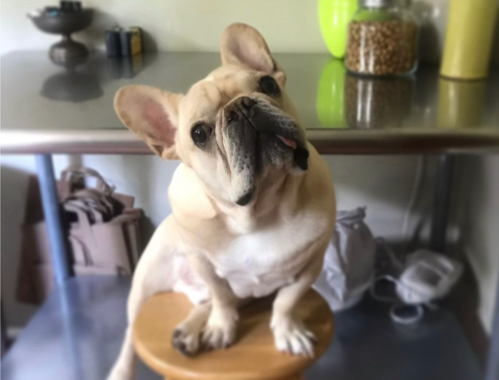 Brody the French Bulldog. His owner, Page Ryland, is one of many American pet owners who are increasingly considering veterinary treatments across the border as a result of exorbitant costs in the US (Page Ryland)