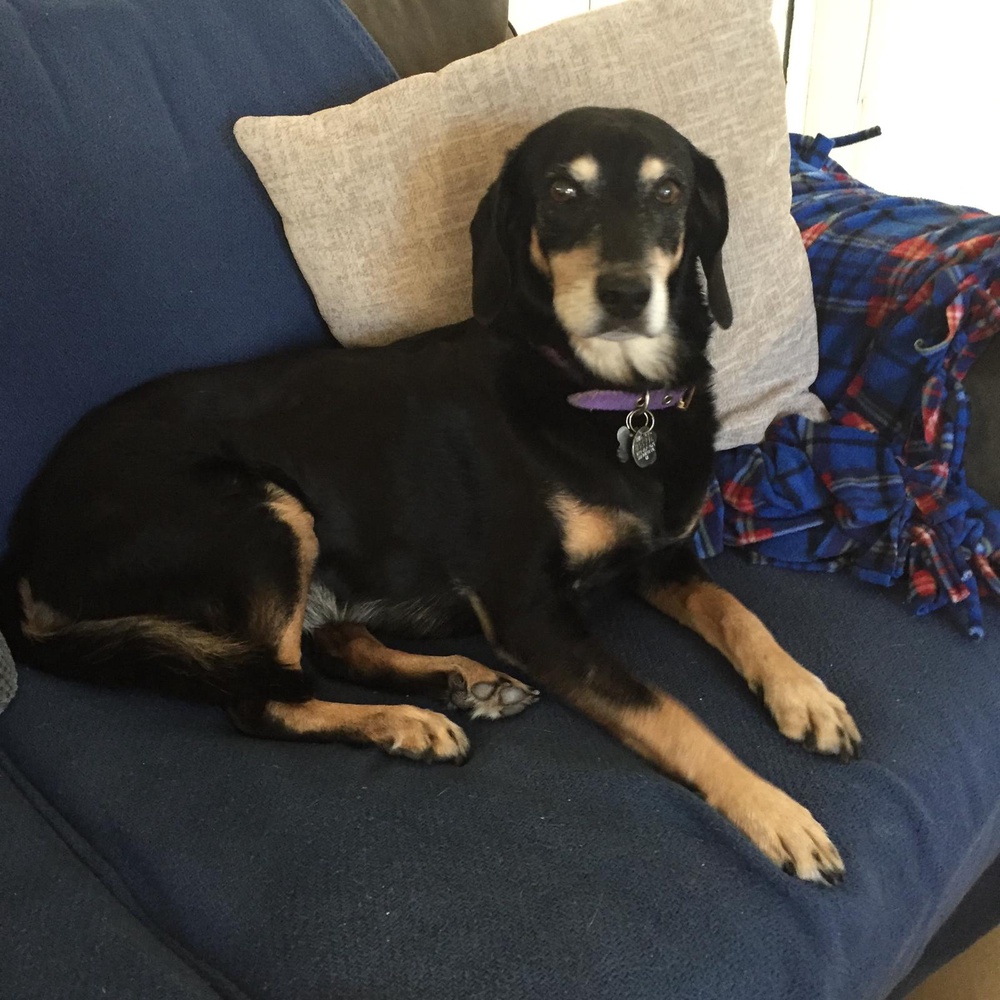 After doing research online, Anna Ginsky realized there were much more affordable options across the U.S.-Mexico border. After settling on a vet, she and her dog Ellie travelled to the clinic where she had the dental work (Anna Ginsky)