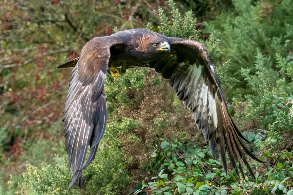 Golden Eagle in flight (iStock/PA)