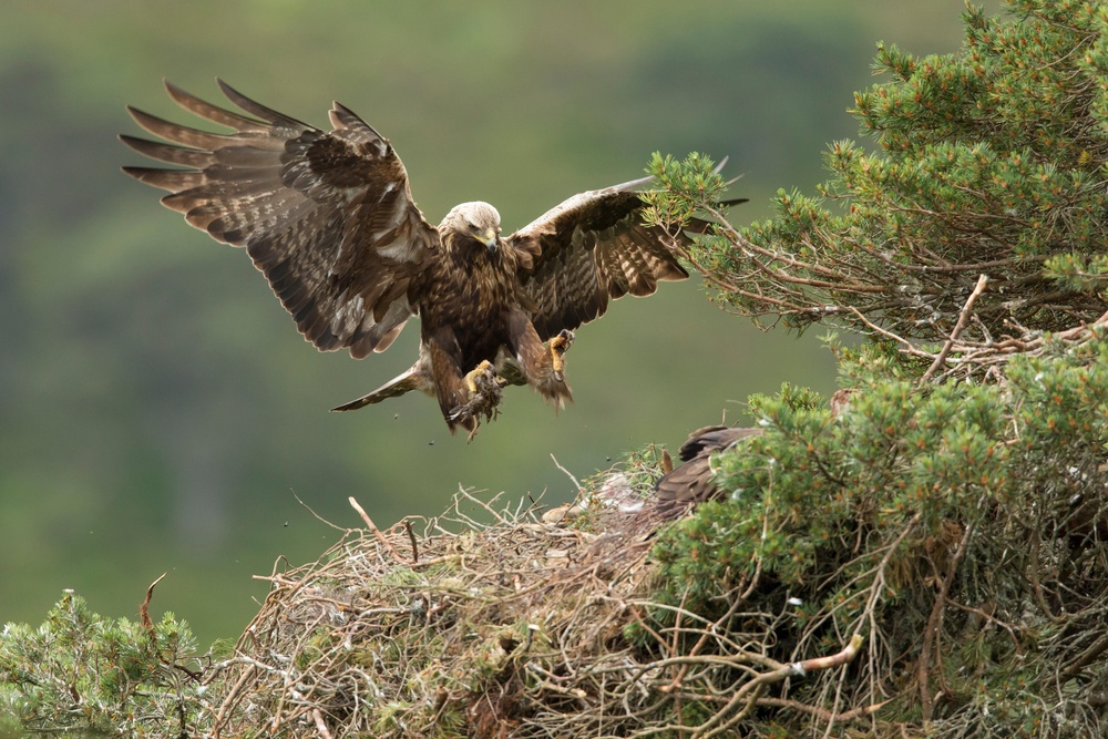 A golden eagle in the Cairngorms National Park (Alamy/PA)