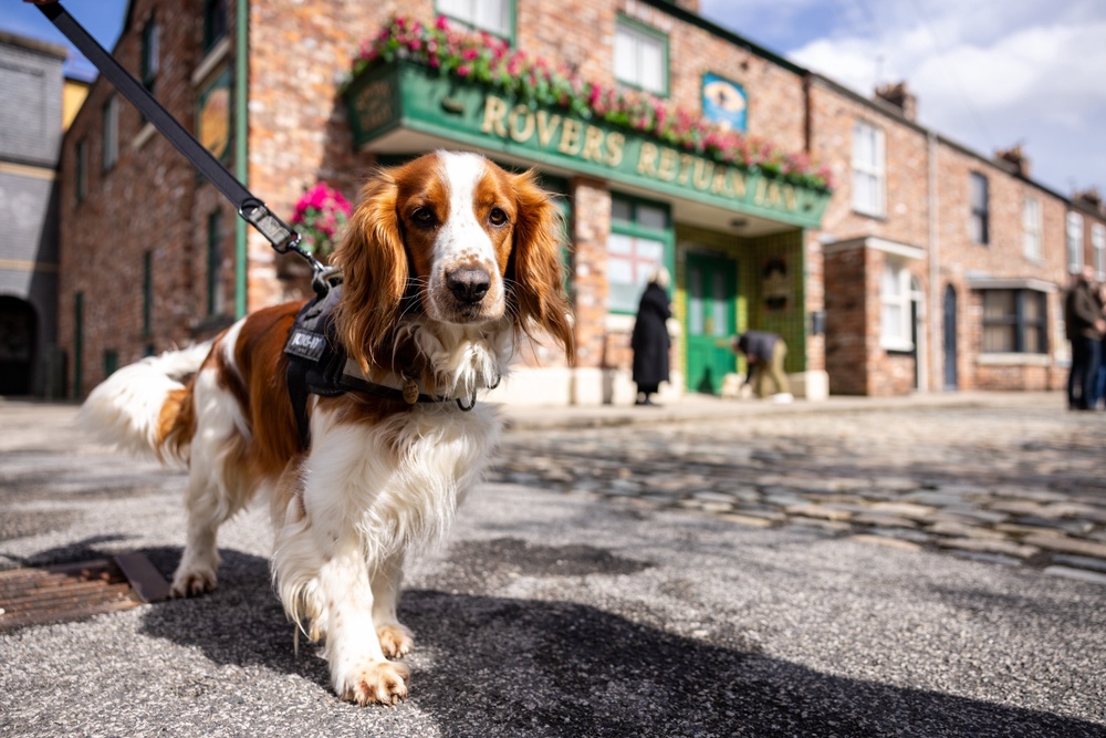 Tillie the spaniel (James Speakman/PA) (PA Wire)