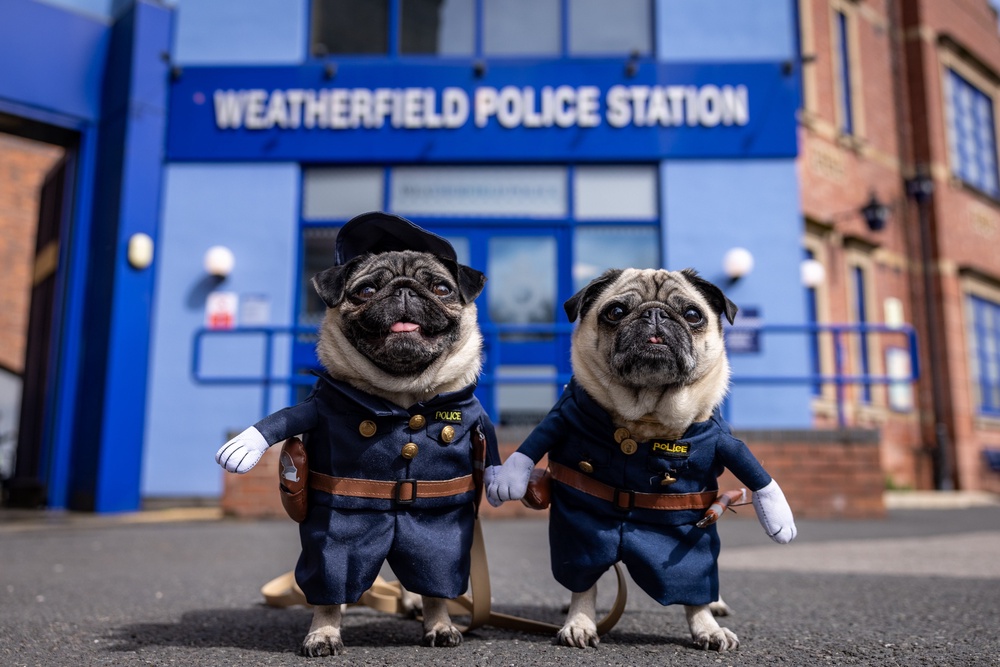 Pugs Lilly and Lulu on the Coronation Street cobbles (James Speakman/PA) (PA Wire)