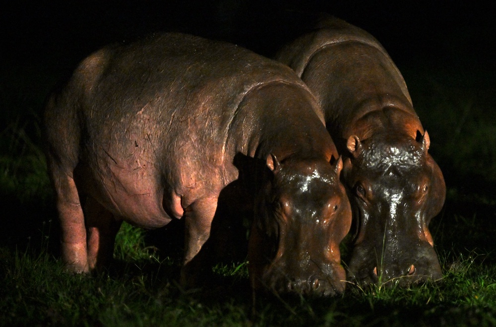The hippos are one of the main attractions at the Nápoles ranch, which was confiscated by Colombia’s government as it seized Escobar’s properties (AFP/Getty)