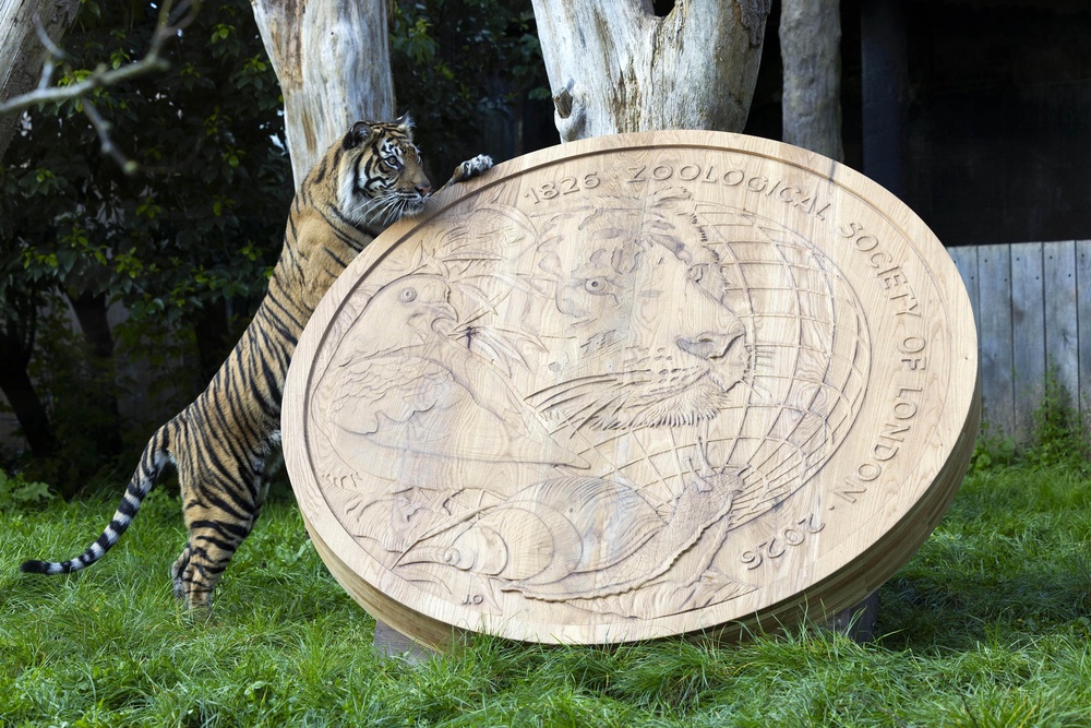 A giant wooden replica of the Royal Mint’s new ZSL coin has been made (David Parry/PA Media Assignments)