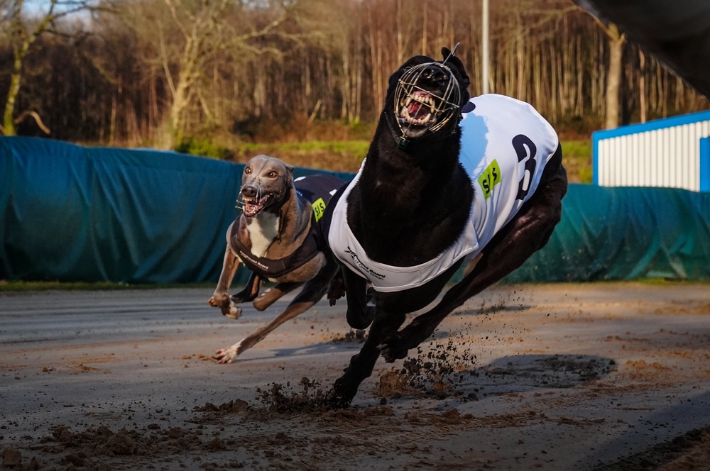 Nearly 4,000 injuries in greyhounds were recorded last year (PA)