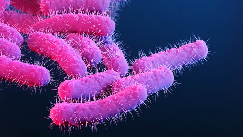 The Shigella bacteria in an artist's rendering from the CDC. There are 450,000 Shigella infections in the U.S. each year (CDC)