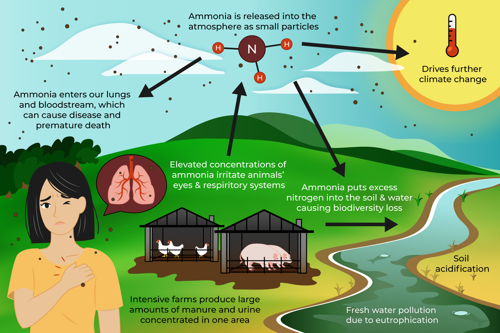 Ammonia pollution affects climate change, soil, water, animals and people, the report shows (Ciwf/Sustain)