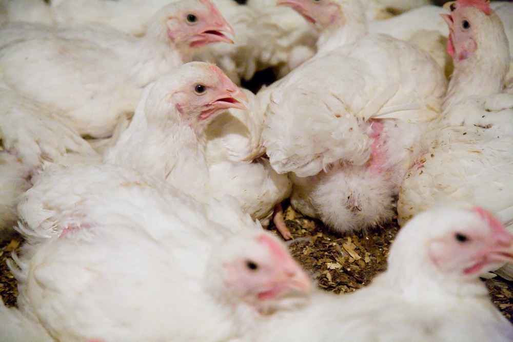 Ciwf says intensive farms release more ammonia than the environment or our bodies can cope with (Compassion in World Farming)