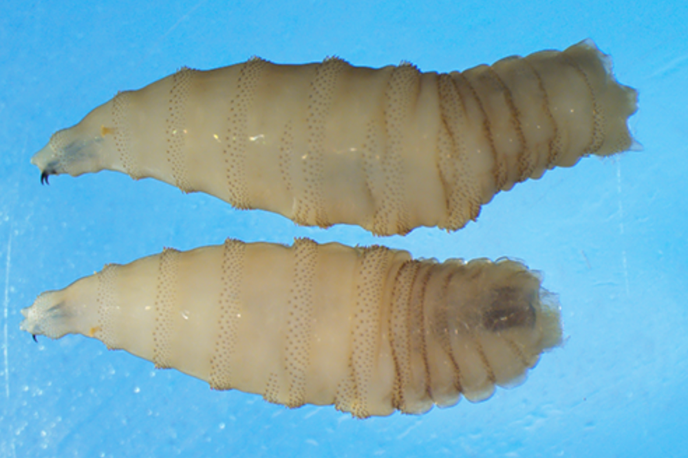 New World screwworms can lay up to 3,000 eggs over their lifetime, according to the CDC (CDC)