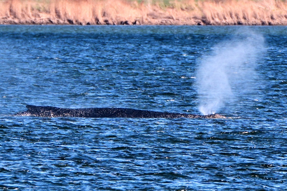 The whale, which has been nicknamed Timmy by local media, is lying in shallow waters near the eastern German town of Wismar and has barely moved for days (AP)