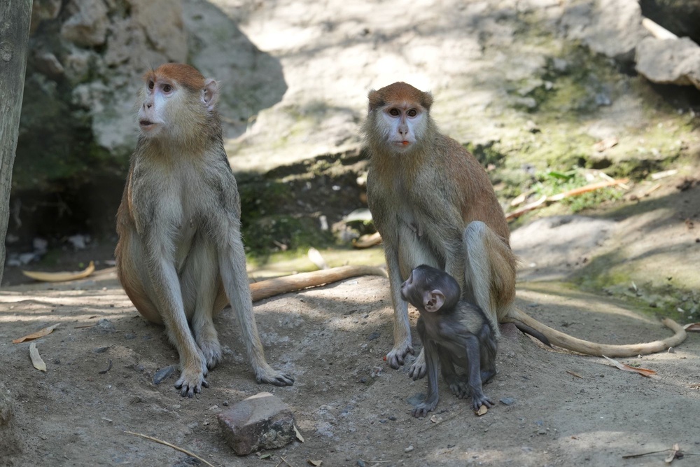 Members of the pack sit in an exhibition cage at the zoo (AP)