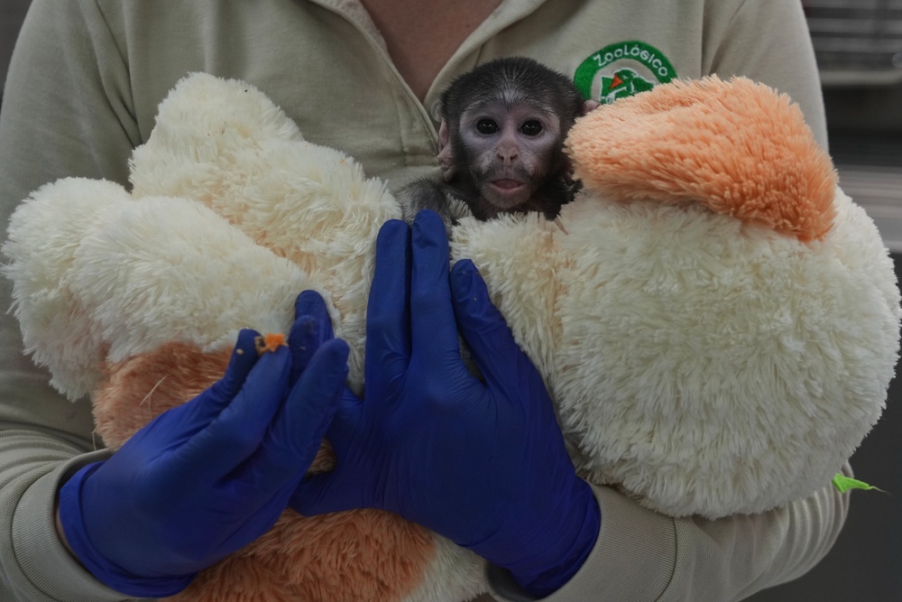 A veterinarian holds baby Yuji, who lives with a stuffed dog that serves as a surrogate mother (AP)