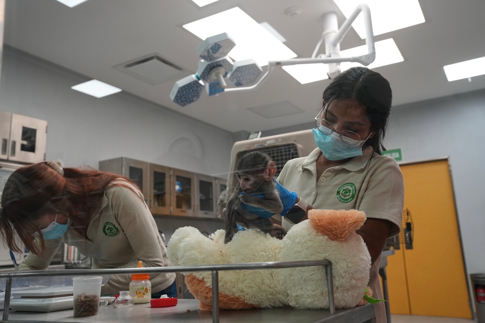 Veterinarians take care of Yuji at a special care center at the zoo in Guadalajara, Mexico, Wednesday, April 15, 2026 (AP)