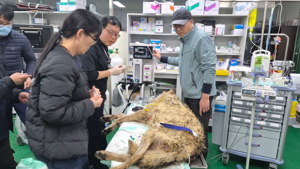 Veterinary checks confirmed that Neukgu’s pulse and body temperature were within normal ranges (AP)