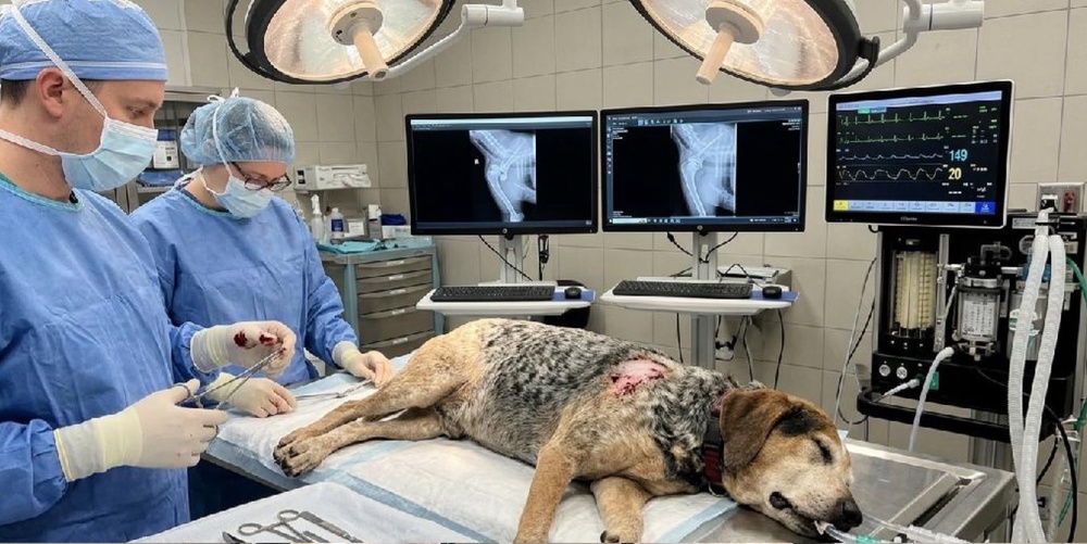 The family noticed inconsistencies in the AI dog's fur, as well as the pictured X-ray, dated 2022 (AI)