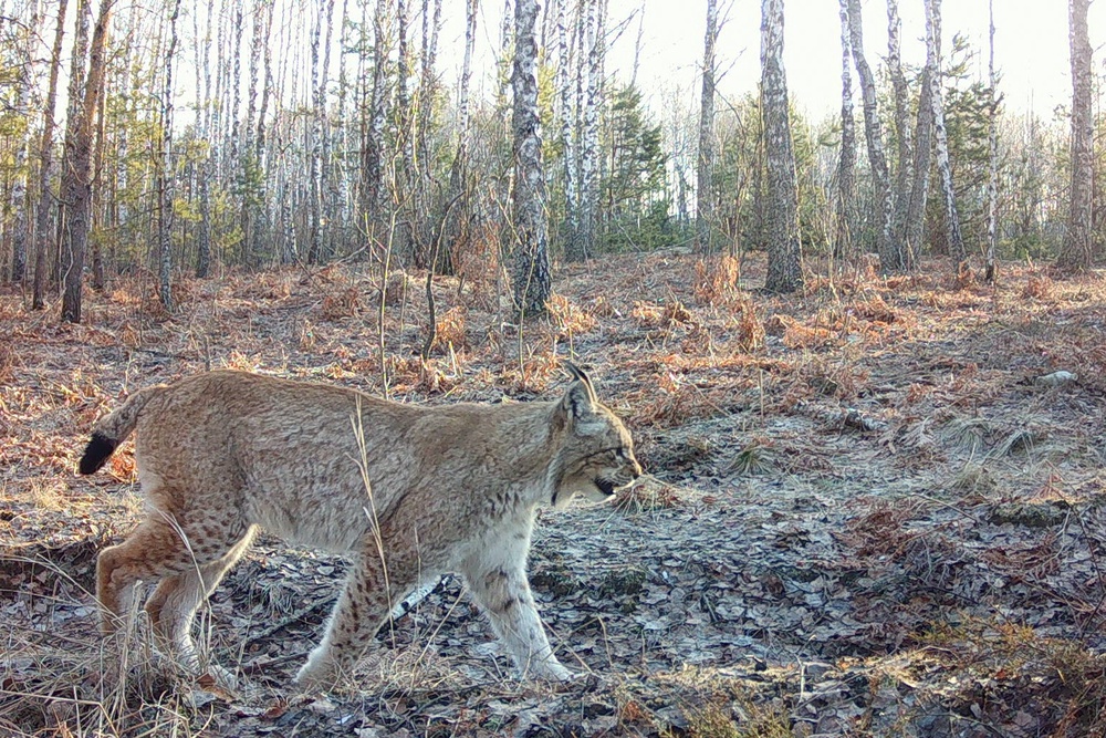 A wild lynx walks in a forest inside the Chernobyl exclusion zone, Ukraine (Local Library)