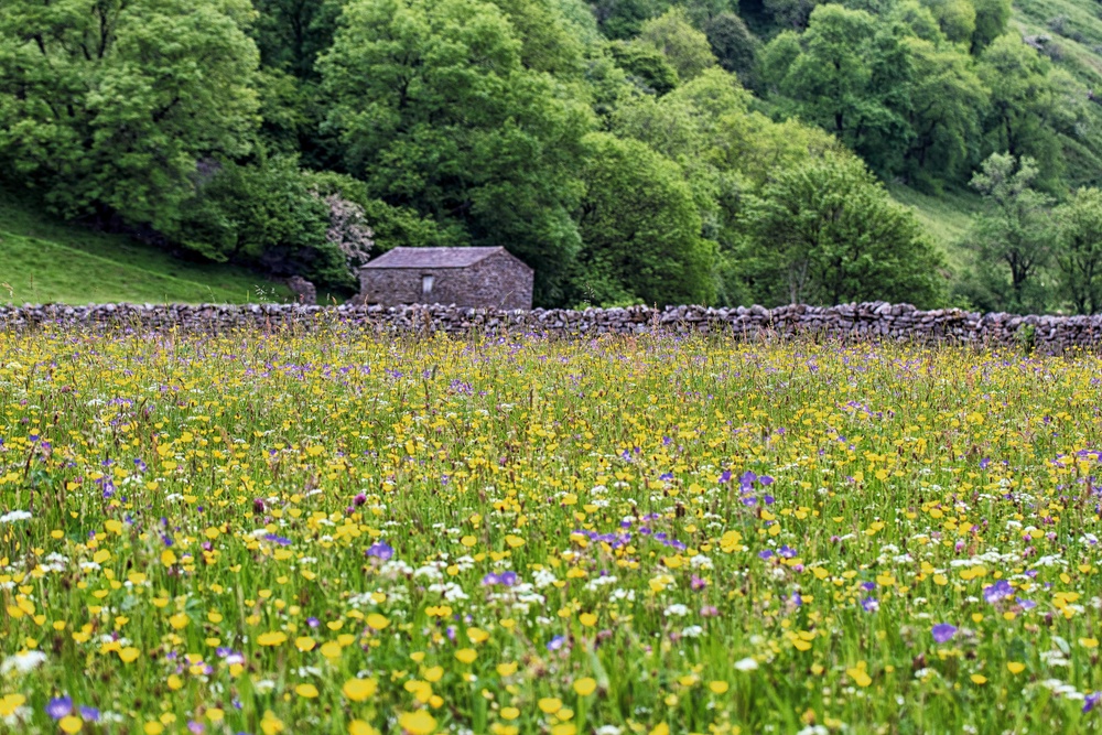 For a classic British wildflower experience, Muker Meadows in the Yorkshire Dales offers one of the most biodiverse displays in the country (Alamy/PA)