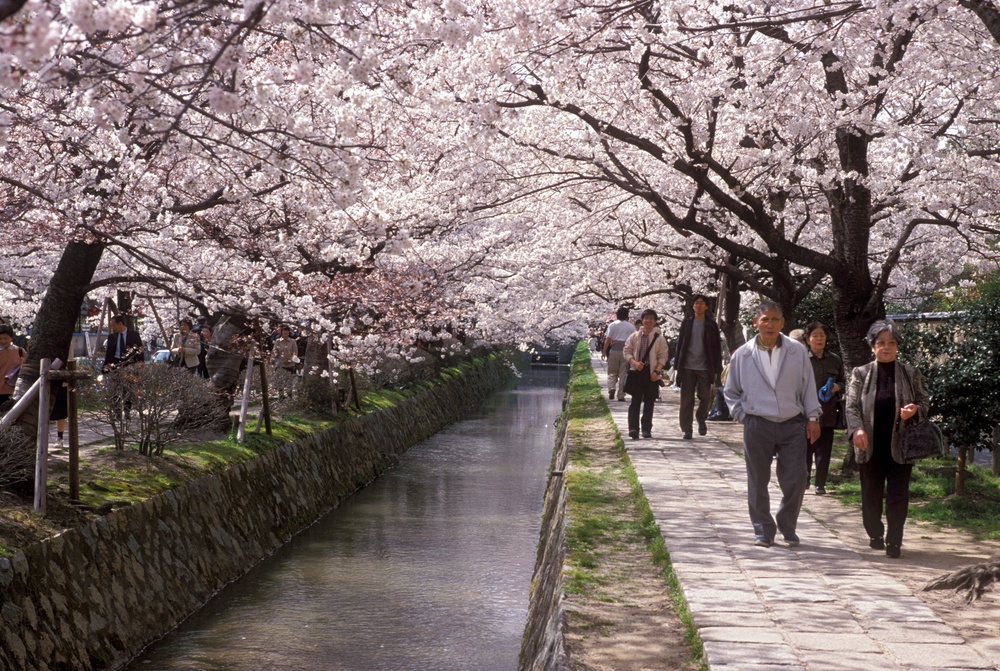 Canopies of cherry blossom over Philosophers Path in Kyoto (Alamy/PA)