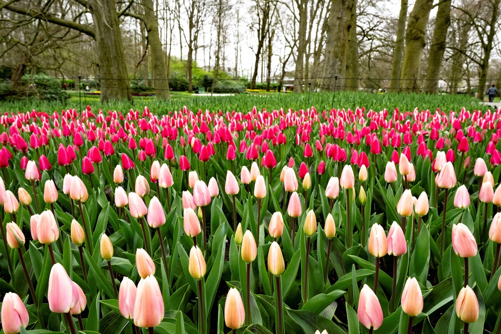Tulips at the Keukenhof gardens in Lisse, western Netherlands (AFP/Getty)