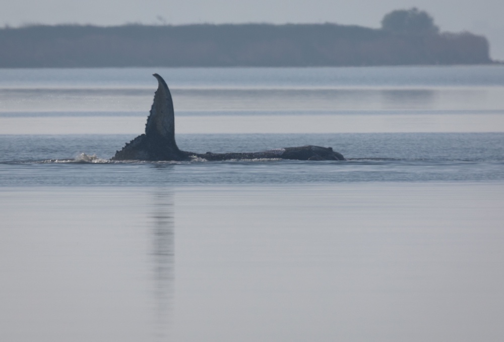 The humpback whale, nicknamed Timmy ((c) Copyright 2026, dpa (www.dpa.de). Alle Rechte vorbehalten)