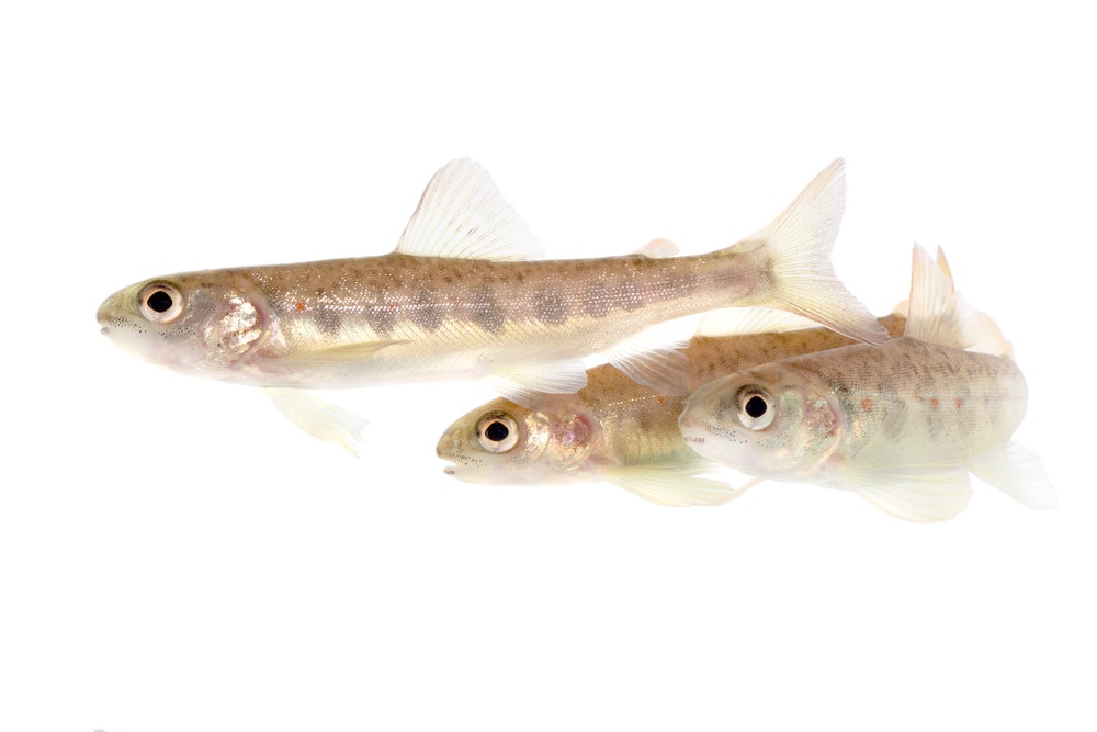 Juvenile salmon (Jörgen Wiklund)