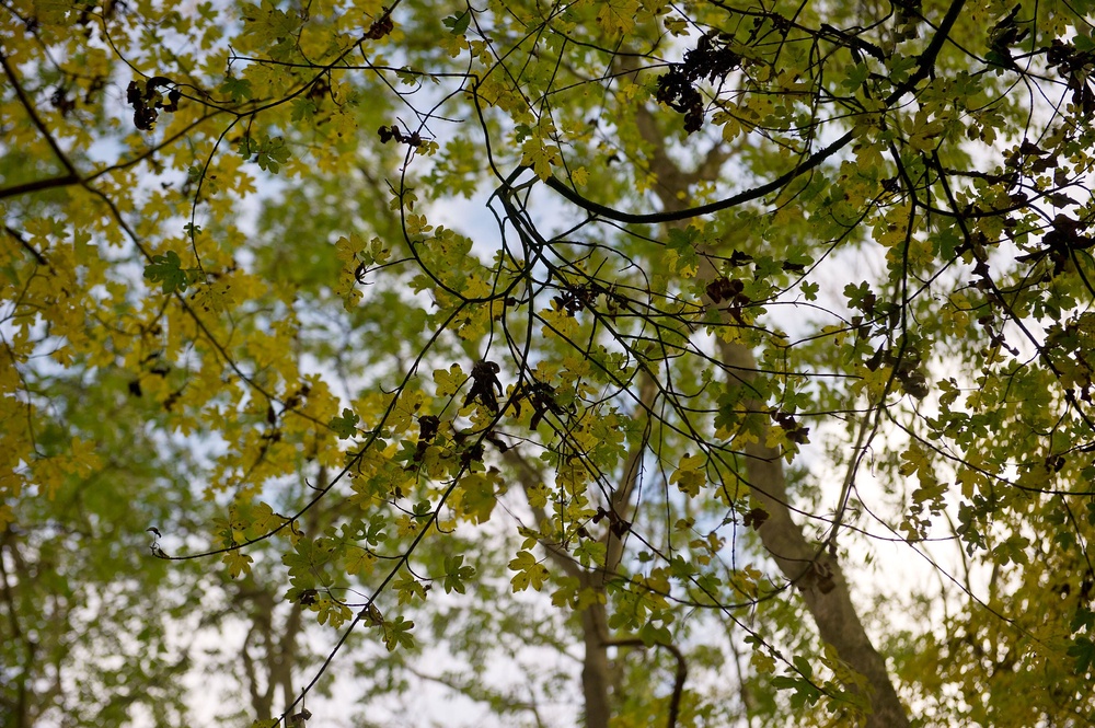 Many ash trees have been identified as having Ash Dieback Disease (Getty)