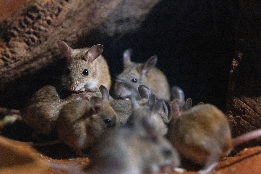 Spinifex hopping mice are seen in their new environment at Taronga Zoo (Getty)