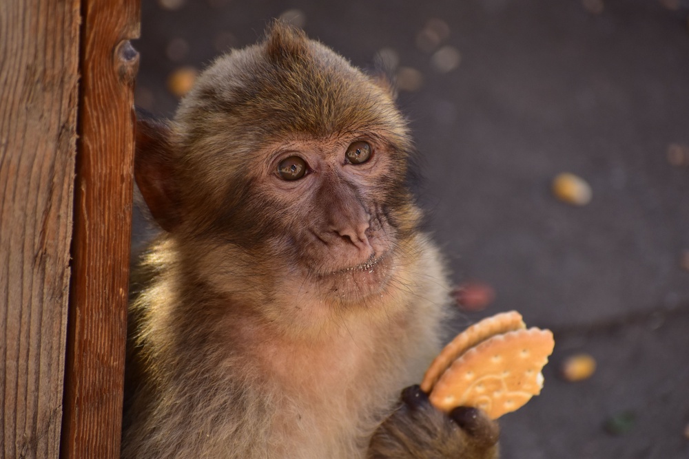 Three instances of soil-eating were observed directly after an animal consumed tourist food (Gibraltar Macaques Project/PA)