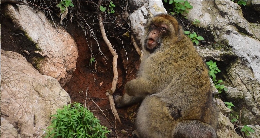 A macaque chews on soil. (Cambridge University/ PA)