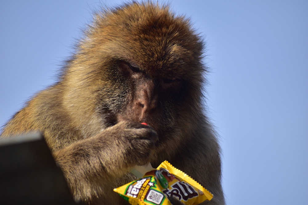 A macaque finishes a packet of M&Ms (Cambridge University/ PA)