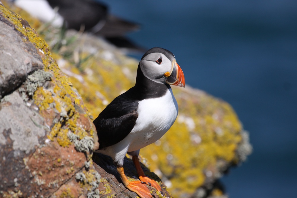 The Wildlife Trust of South and West Wales (WTSWW) said it had recorded 52,019 puffins in this year’s count on the island off the coast of Pembrokeshire, beating the previous record of 43,626 set last year (PA)