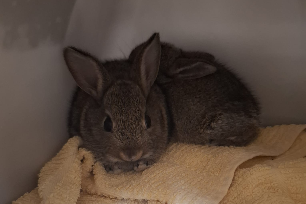 Two baby rabbits were found running along the pipe deck of a North Sea rig (New Arc Wildlife Rescue)