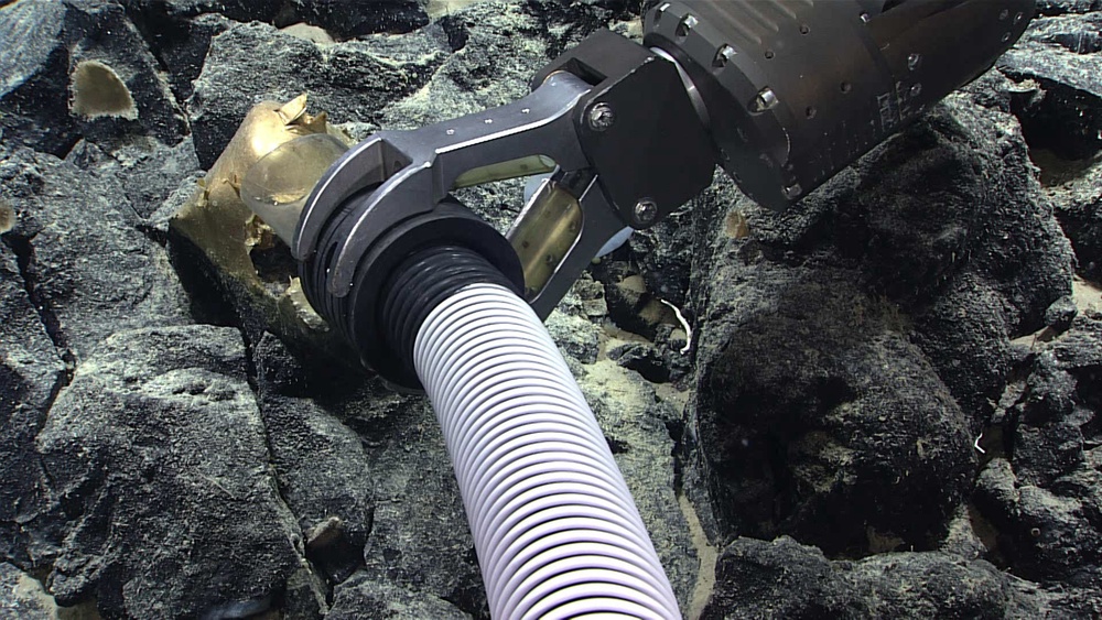 The orb was collected using the remotely operated vehicle Deep Discoverer’s suction tool (NOAA Ocean Exploration, Seascape Alaska)
