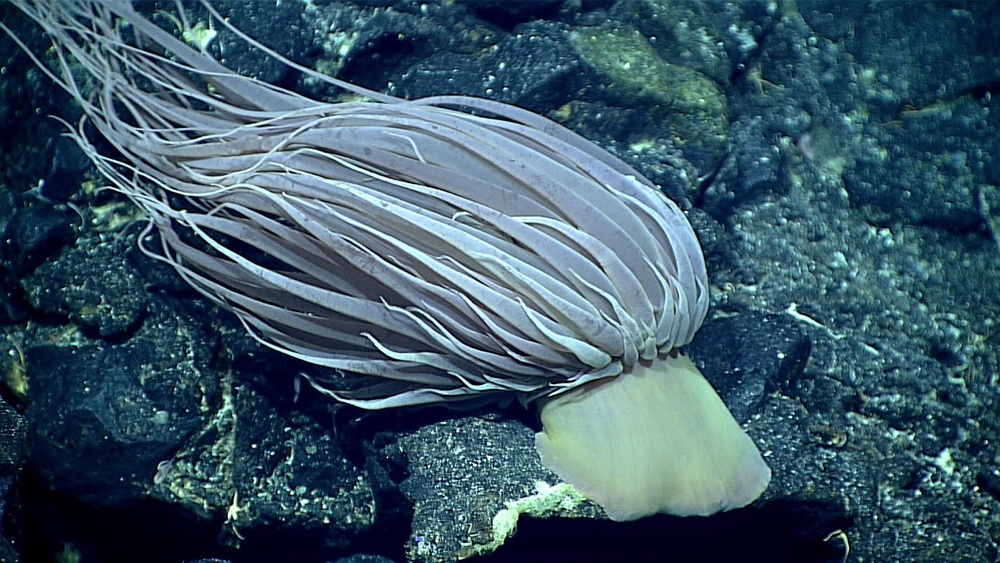 Scientists saw this Relicanthus daphneae deep-sea anemone in 2016 around the Mariana Islands. It’s the same species as the orb (NOAA Ocean Exploration, Deepwater Exploration of the Marianas)