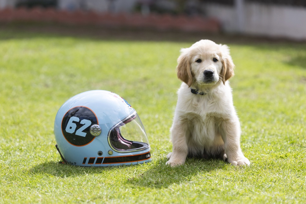 Kian, a 10-week-old golden retriever (Fabio De Paola/PA Media Assignments) (PA Wire)