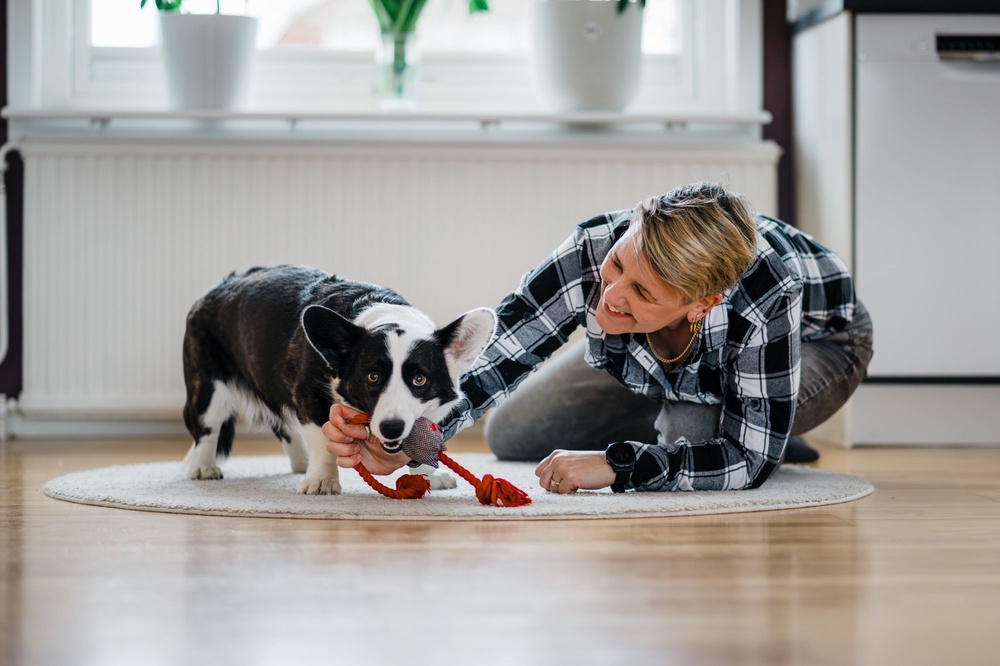 Dog playing tug-of-war (Anna Nilsen)