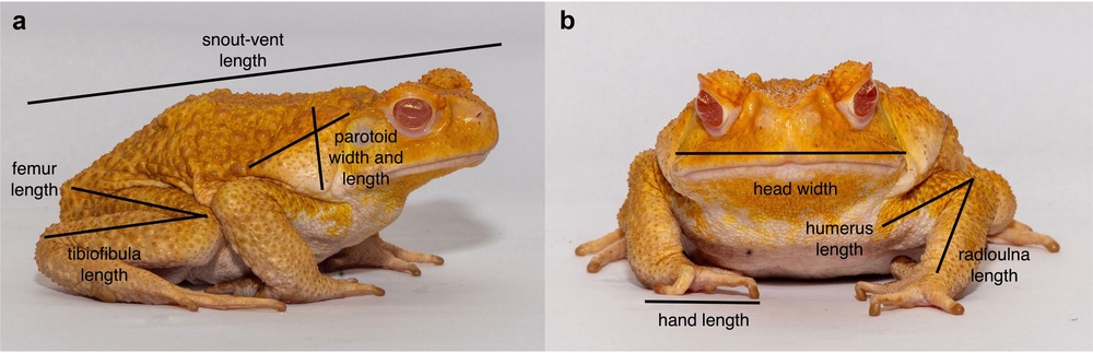 Morphological traits recorded from cane toads (Terri Shine/Royal Society Open Science 2026)
