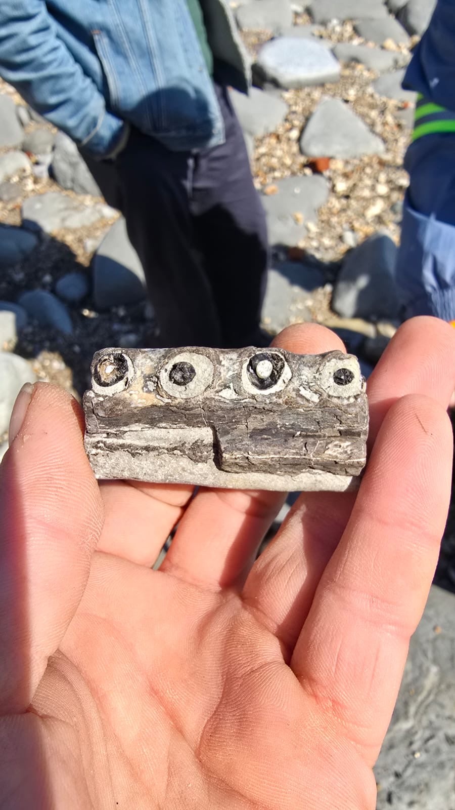 The fossil was donated to Lyme Regis Museum by Heather Salt (Lyme Regis Museum)