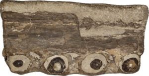 A piece of upper jaw bone from the rare marine crocodylomorph (Lyme Regis Museum)