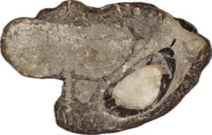 The specimen belongs to the same type of early Jurassic crocodile as Turnersuchus hingleyae (Lyme Regis Museum)