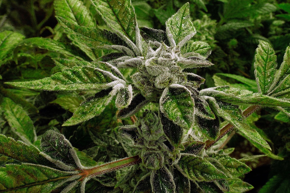 Blanche's action Iargely legitimizes medical marijuana programs in the 40 states that have adopted them (AP)