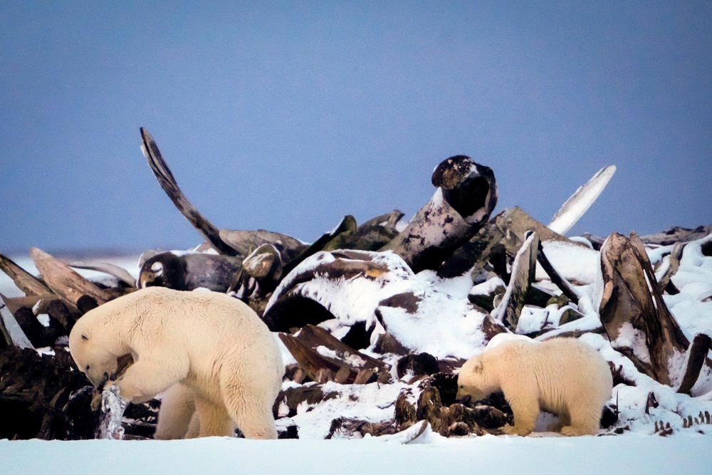 A polar bear and a cub search for scraps in a large pile of bowhead whale bones left from the village's subsistence hunting at the end of an unused airstrip near the village of Kaktovik, Alaska, on Oct. 15, 2024. (AP Photo/Lindsey Wasson, File) (Copyright 2024 The Associated Press. All rights reserved.)