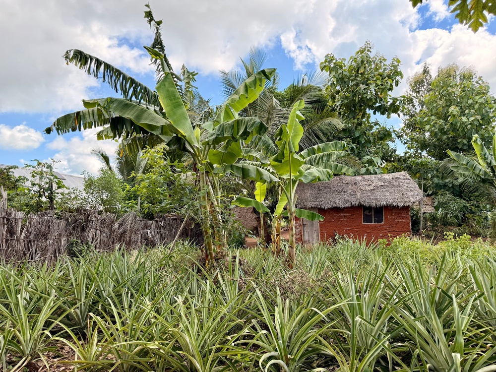 A smallholder pineapple farm in the village of Mwavi. The fruit is the main crop grown in the region, and Dr Angela Gwakisa, the lead clinician overseeing the vaccine trial, said that she was once given 21 pineapples as a token of gratitude for the trial’s success (Nick Ferris)