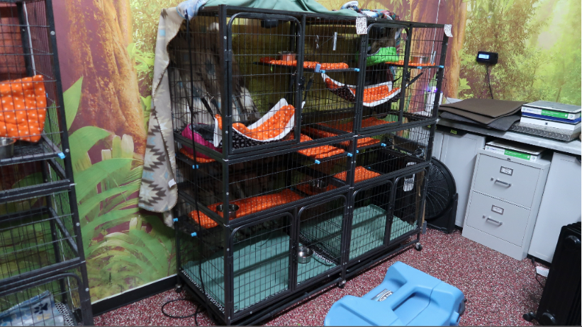 Officials deemed these cages 'too small for the sloth contained individually in each one' (FWC)