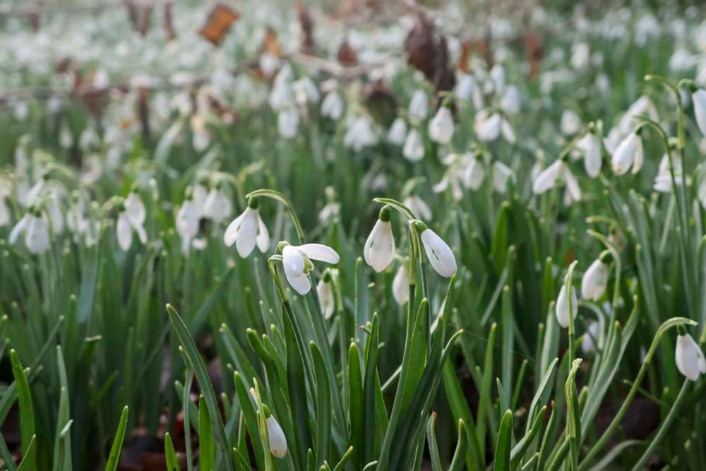 Testing the Canon powershot V1 (Alastair Jennings/The Independent)