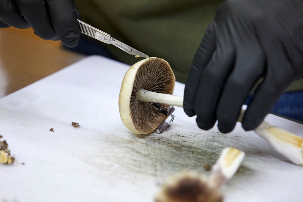 Two companies researching psilocybin, the active ingredient in magic mushrooms, got vouchers for expedited review (AP)