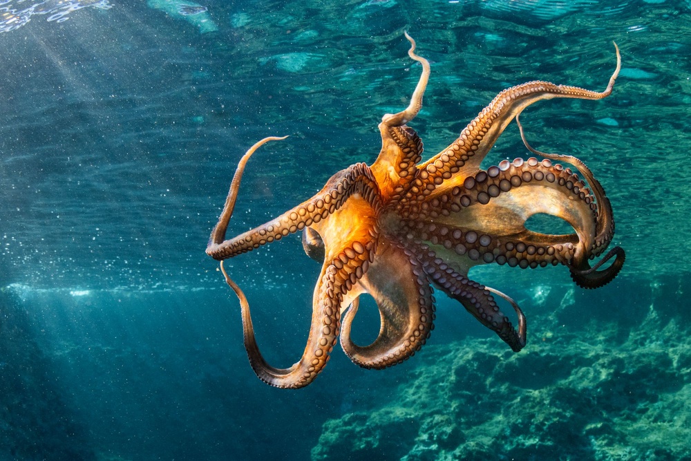 Modern day octopuses are lauded for their intelligence (Getty Images)