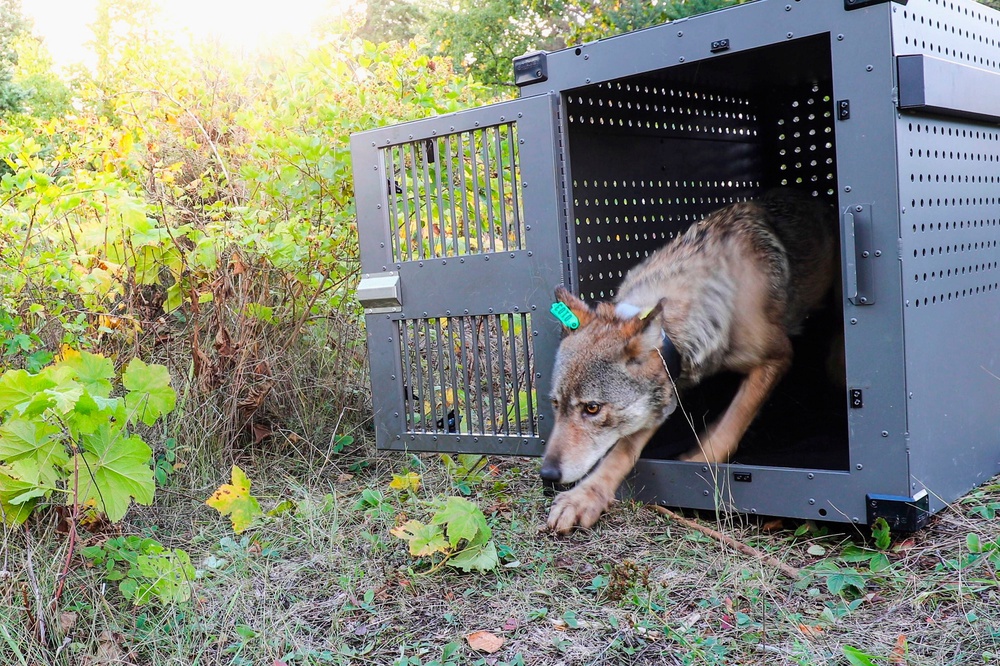 The 2026 estimates are the highest since the late 1970s and represent a marked improvement since the population dwindled to just two wolves a decade ago (National Park Service)