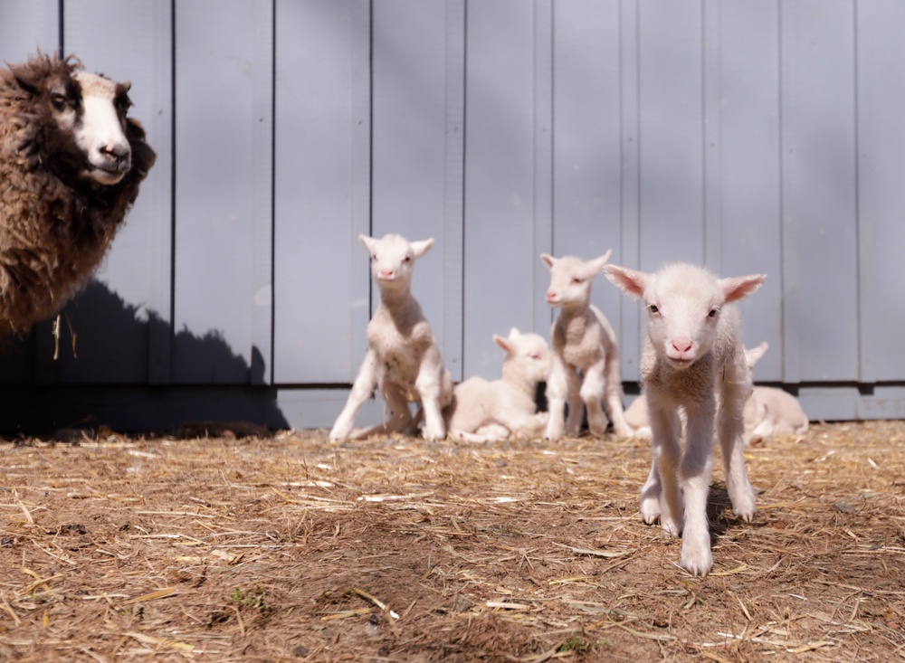 A sheep owned by O'Connor, who runs Clover & Bee Farm in Underhill, Vermont, with her husband, Gunnar, gave birth to a rare batch of six lambs earlier this month (Associated Press)